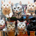 How to Organize Your Cats (15 pics)