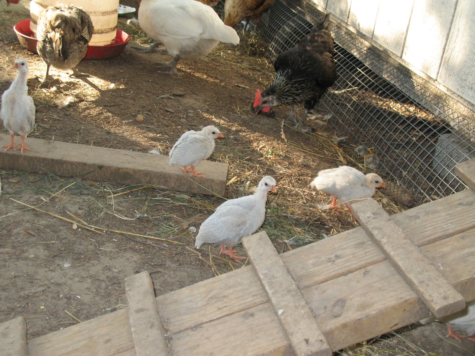 Razzberry Corner Guinea Keet Update Day 17