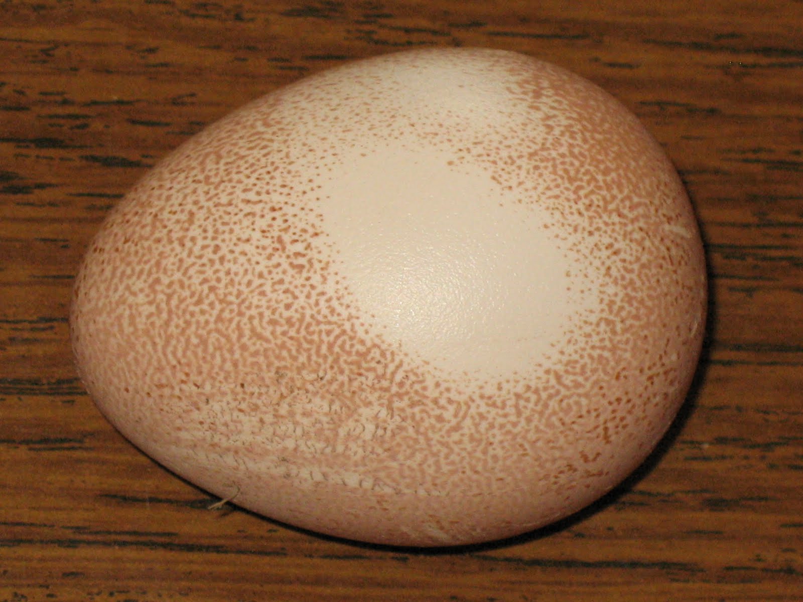 razzberry-corner-guinea-egg-question