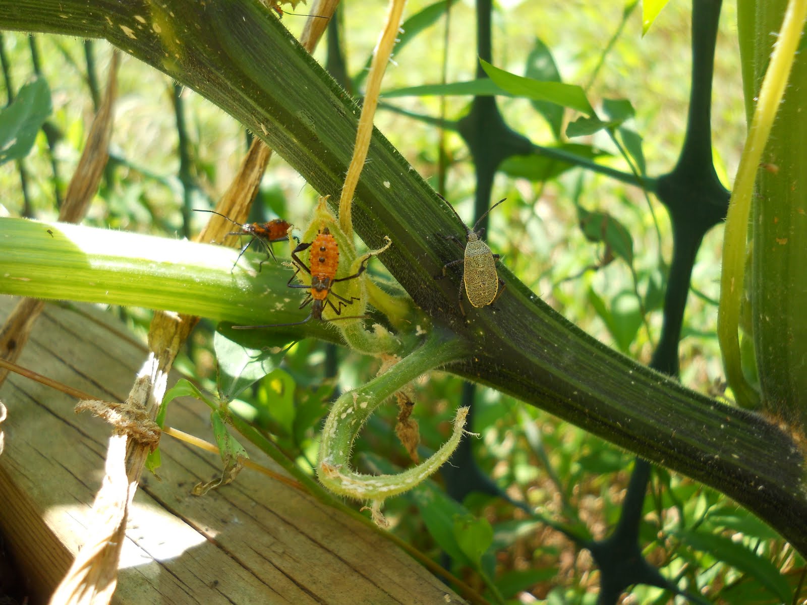 Sue's in the Garden Growing the Groceries: Assassin Bugs - Scary ...
