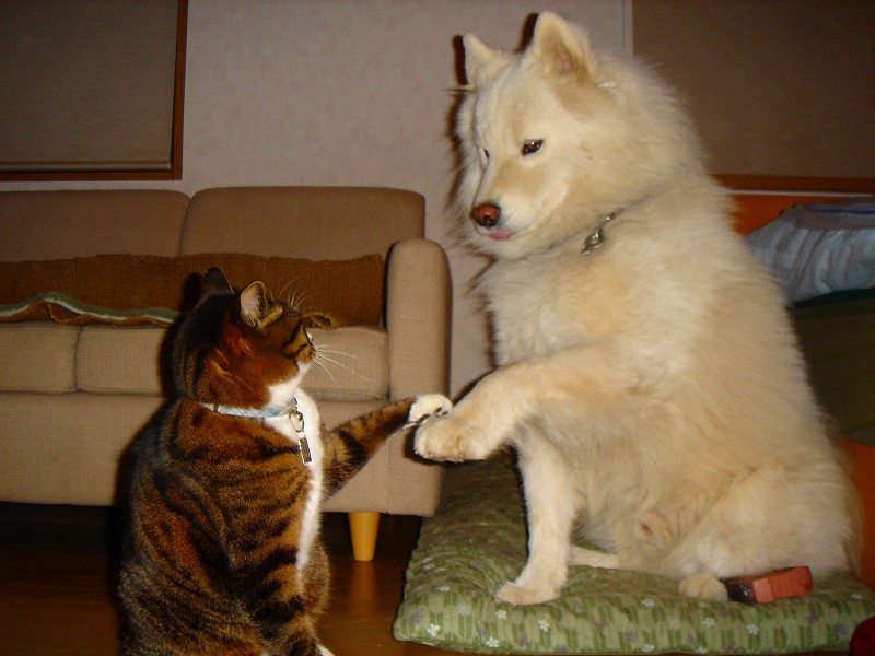 [cat(mike)+&+dog(samoedo).jpg]