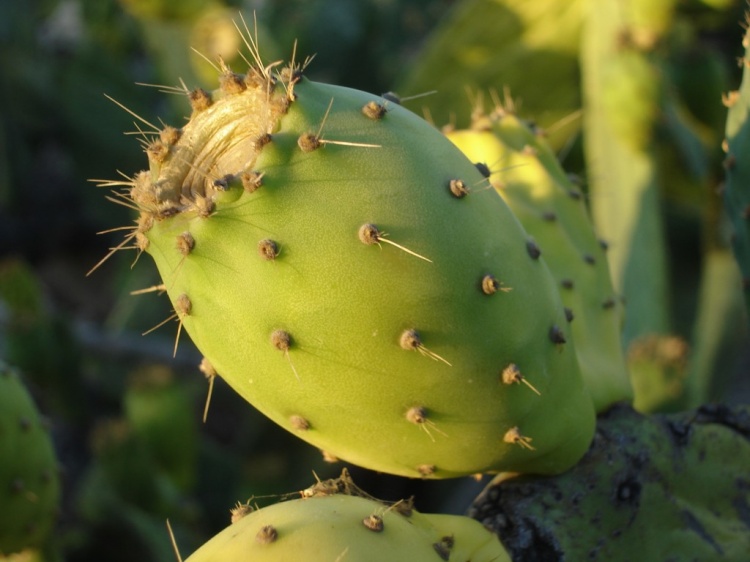 Bilhete de Identidade da Fruta Fruto Figo da Índia Bilhete de Identidade da Fruta Fruto Figo da Índia