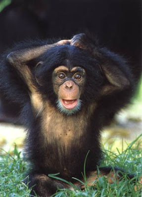 LA PHOTO DU PROCHAIN PRESIDENT Chimpanze2x