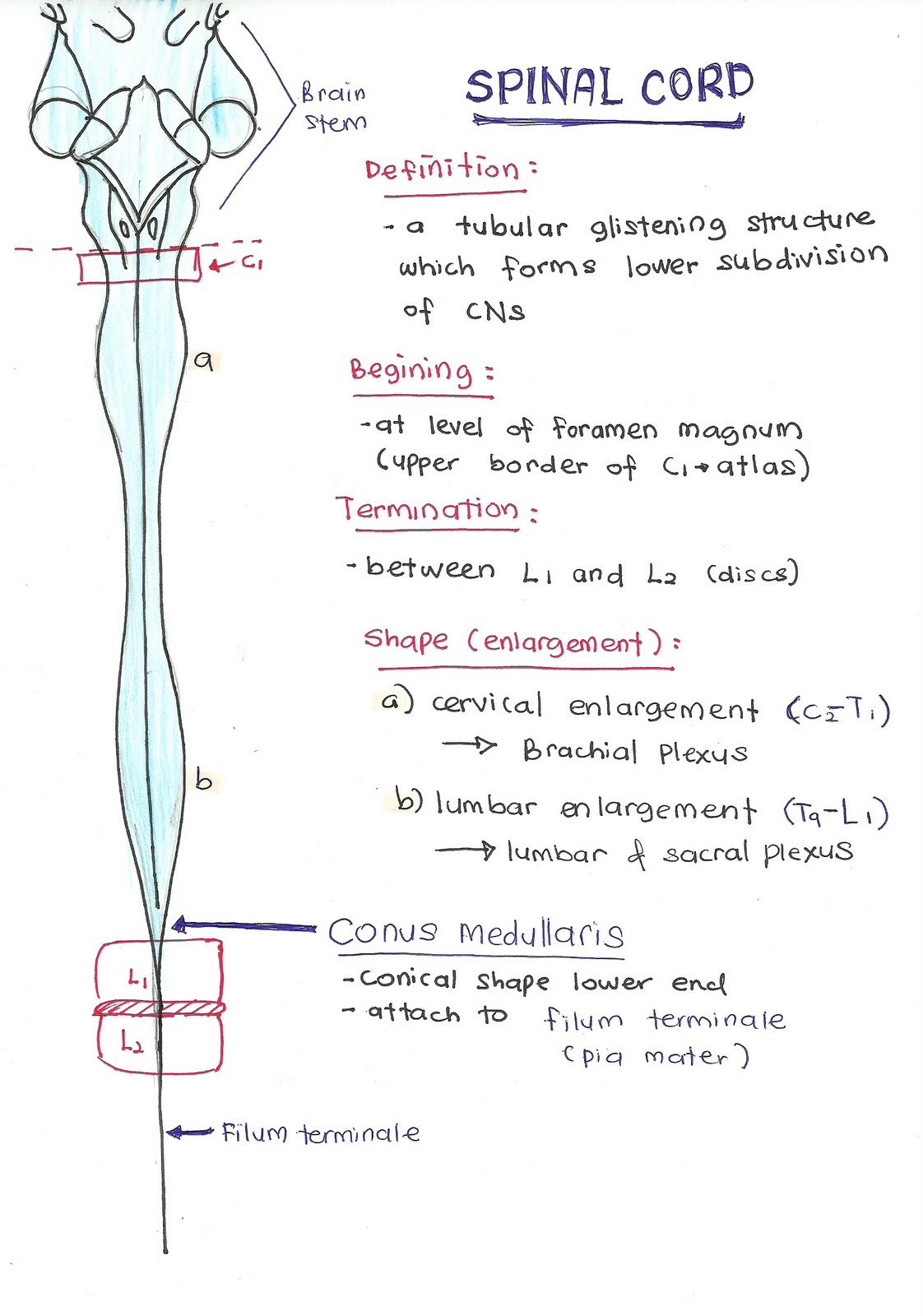 ANATOMY section: intro spinal cord