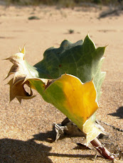 Sencilla, bella..., peligrosa