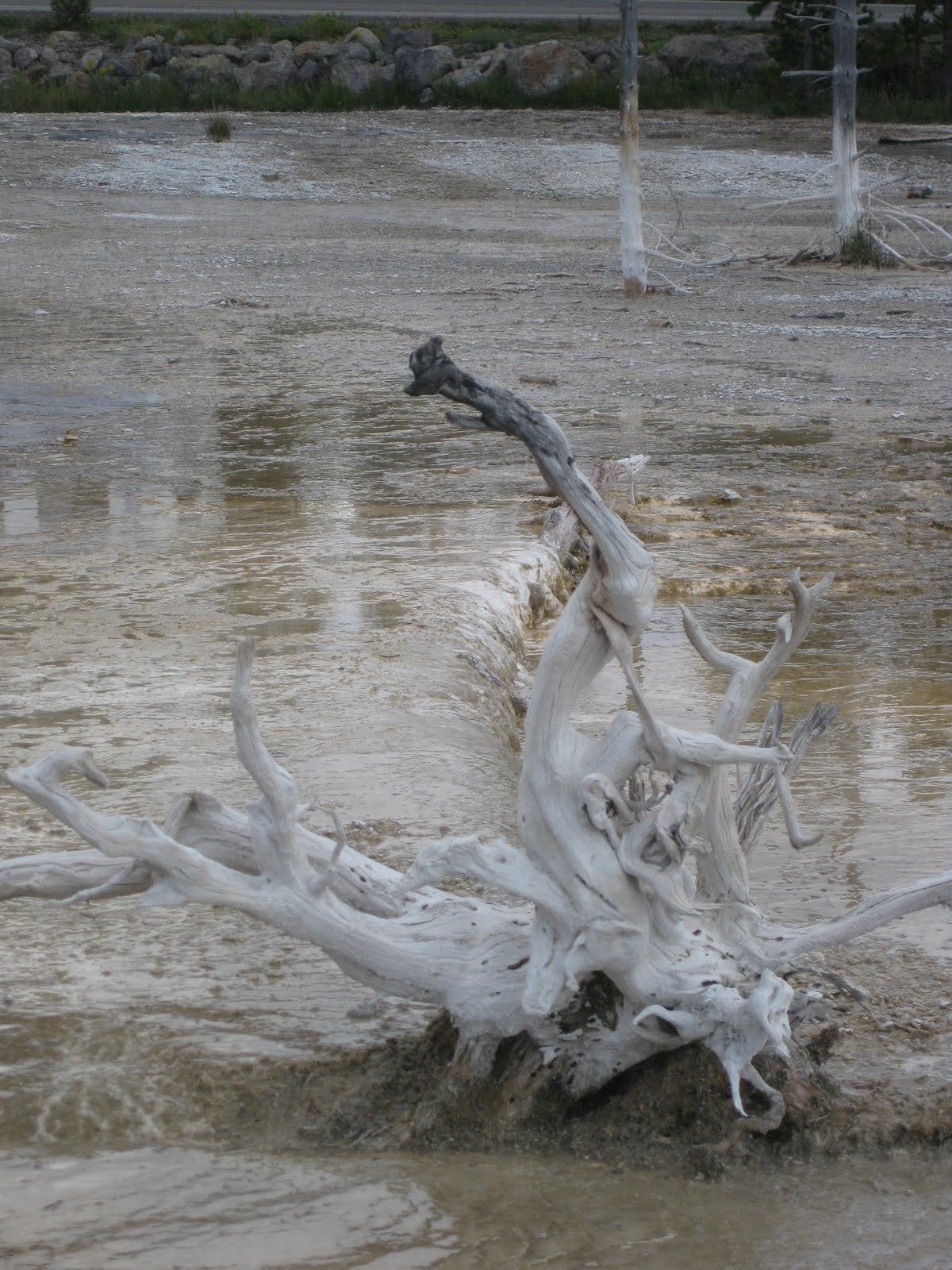 FlowerGirl: Driftwood