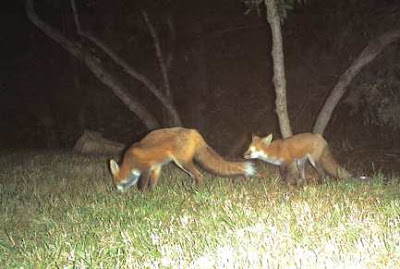 Pair of red foxes (Vulpes vulpes), Oct. 5, 2007. Photo by Chas S. Clifton