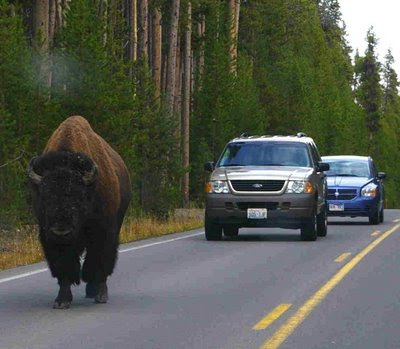 Buffalo in the road. Yellowstone Park. Oct. 2, 2008. Photo by Chas S. Clifton