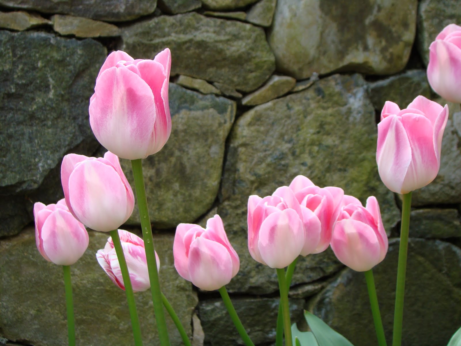 My Favorite Tulip, blooming now.....