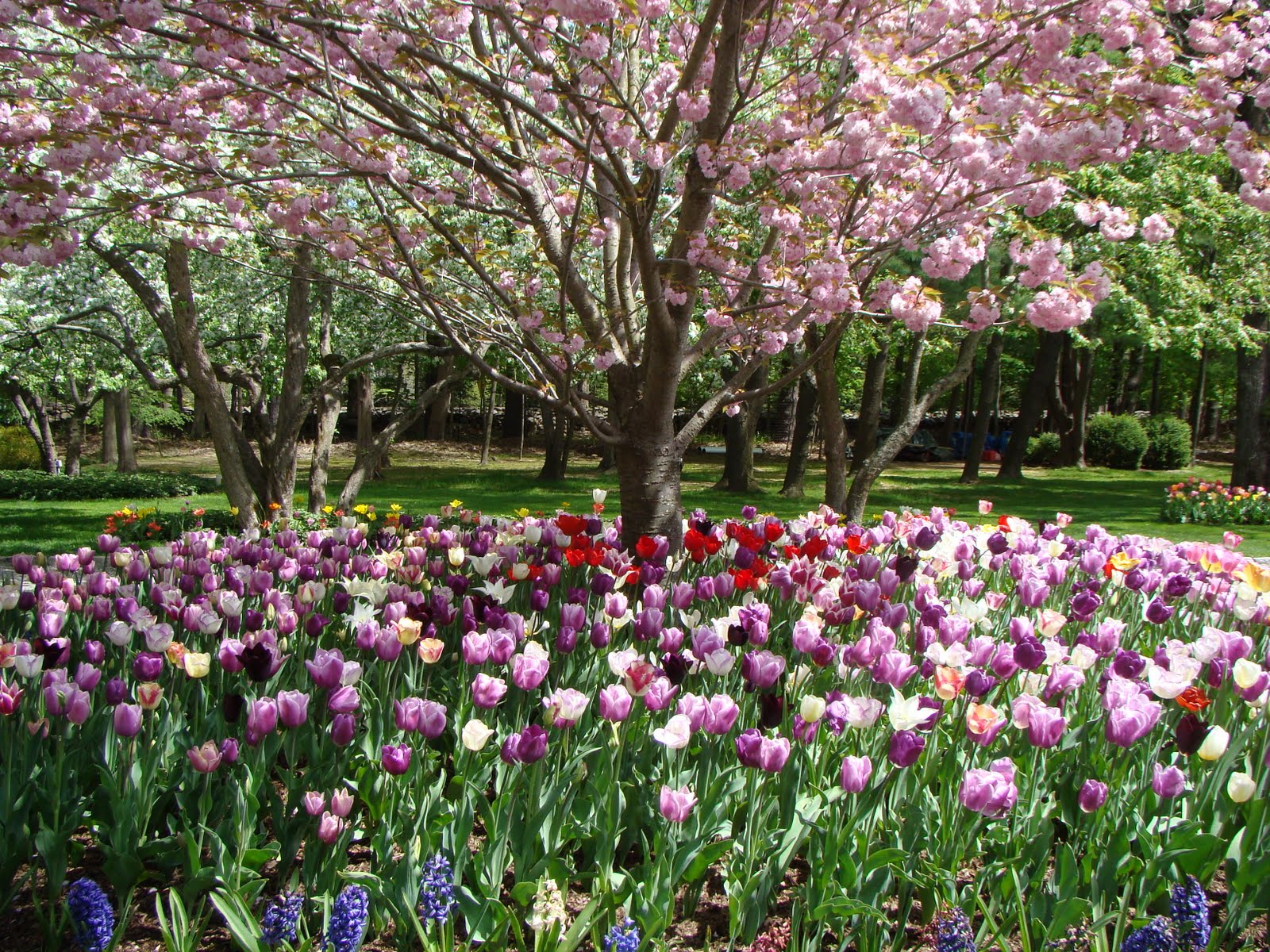 Tiptoe through the Tulips