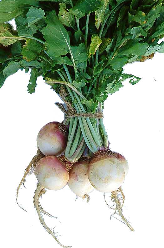 [enb07434x_turnip.jpg]