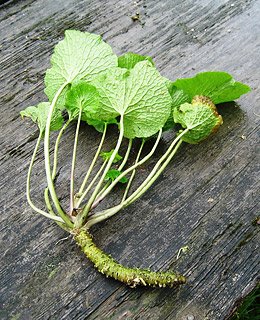[wasabi.jpg]