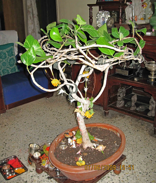 Bonsai plant banyan