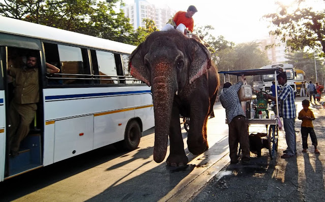 elephant on busy road