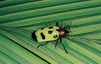 Cosas de la Selva: Insectos engañosos