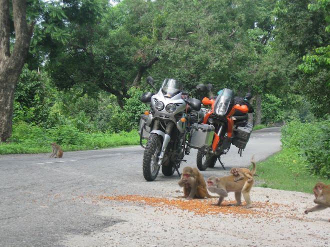 Monkey Bussiness in India