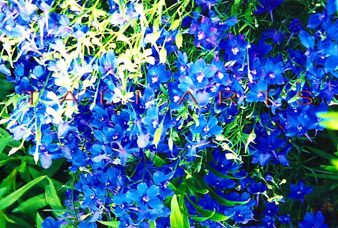 Blue Field 1