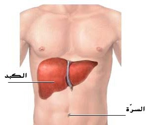 أين يقع الكبد في جسم الإنسان؟