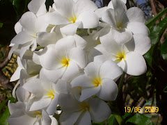 God's Garden