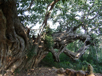 Spreading Tree in Ranthambore, India