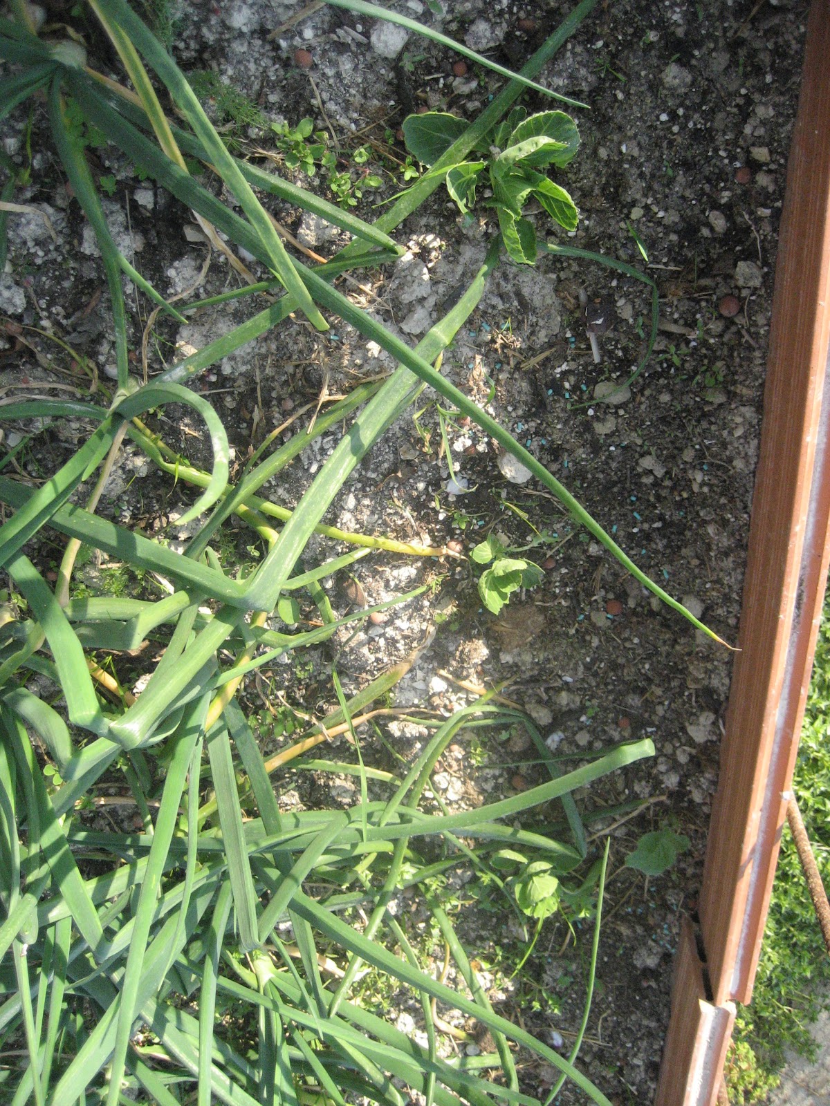 Mi huerta ecológica: 06 febrero 2011