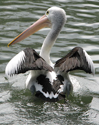 pelican australian pelicans birds trevor australia bird found