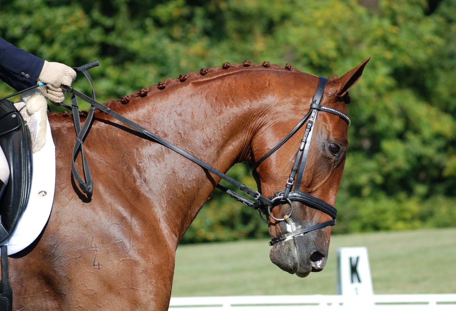 Valerie V Eventing Marlborough Horse Trials