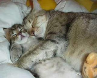 [cats-sleeping-picture.jpg]