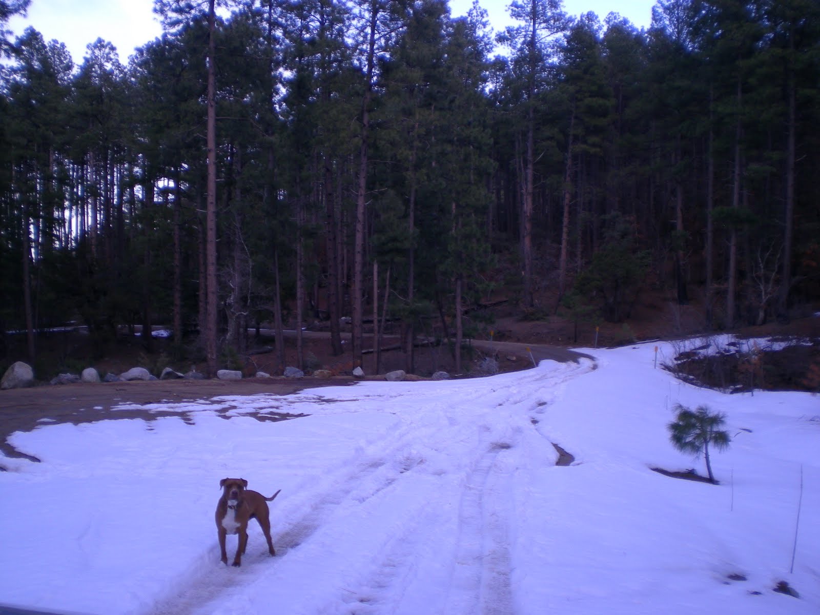 Red Rock Tales and Trails Camping at Pioneer Pass in the Pinal Mts