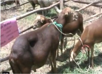 Crianza de Ovinos con Pelo en Condorcucho - Cajabamba