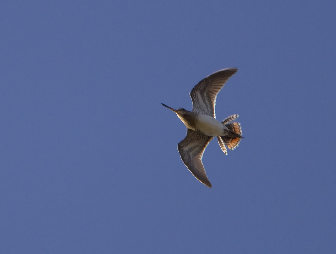 pewit drumming Snipe