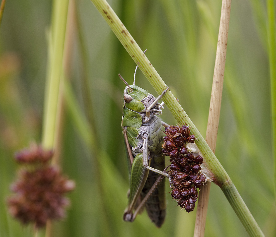 pewit a few forest bugs