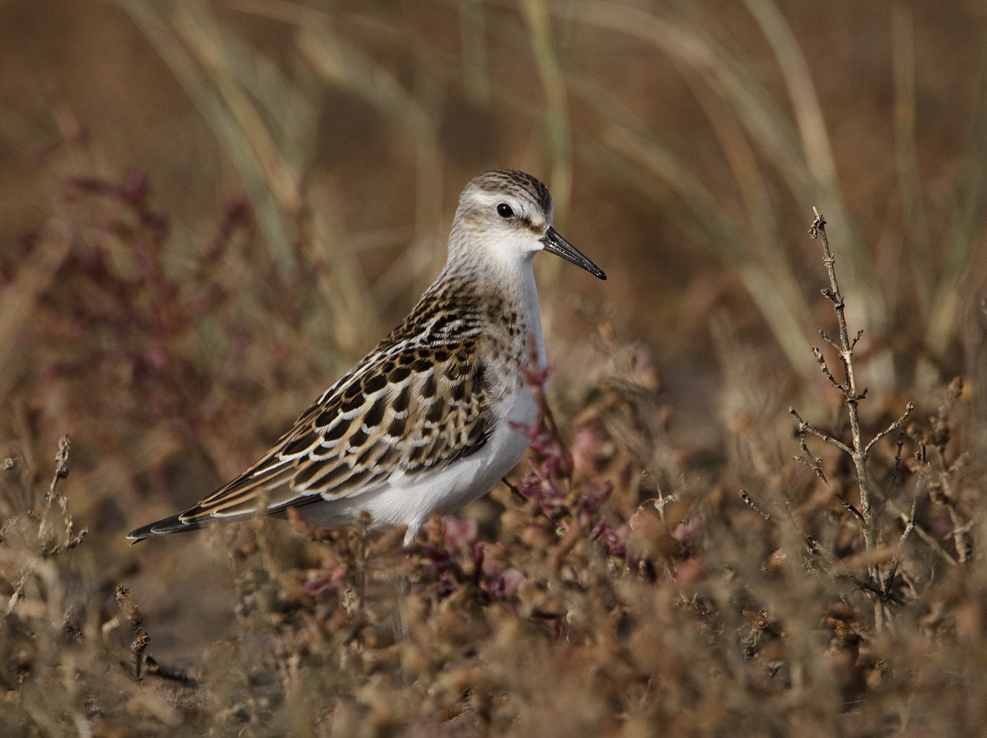 pewit: juvenile Little Stint
