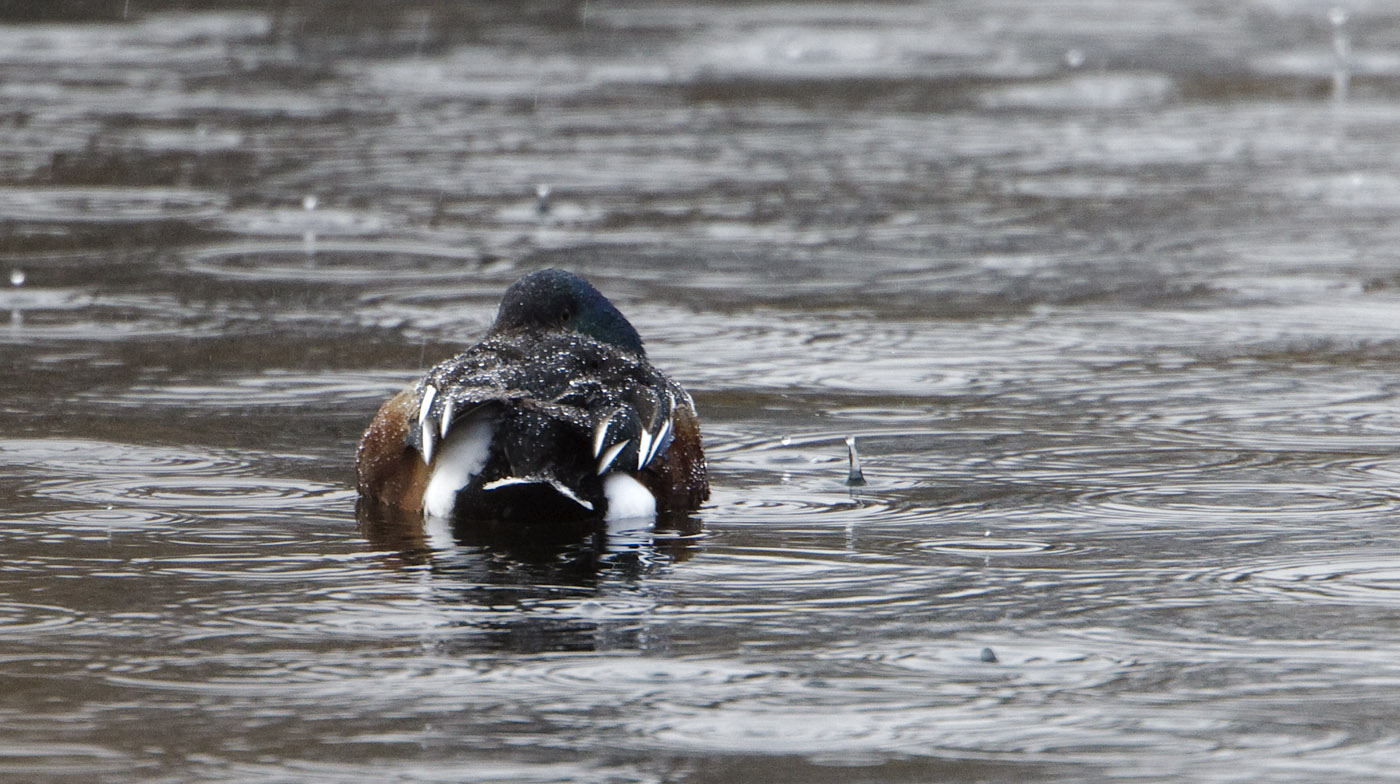 pewit ducks in the rain