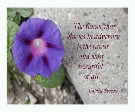 [Adversity1.bmp]