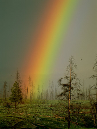 [RosingRainbow]