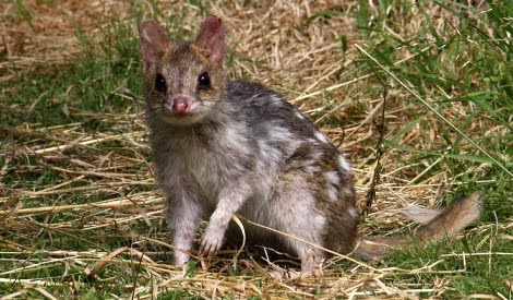 The Presurfer: The Quoll - Cute Cousin Of The Tasmanian Devil