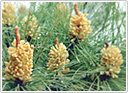 MASON PINE POLLEN