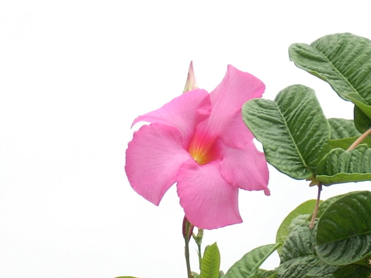 Flores