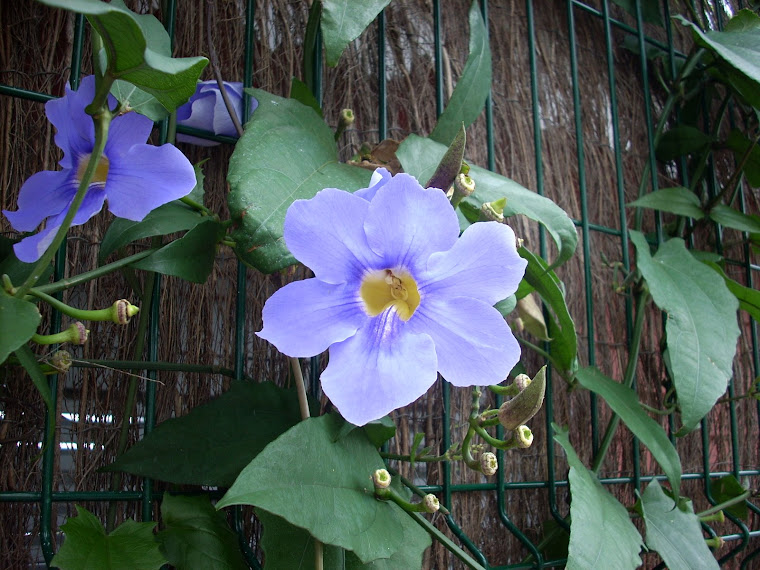 Flores