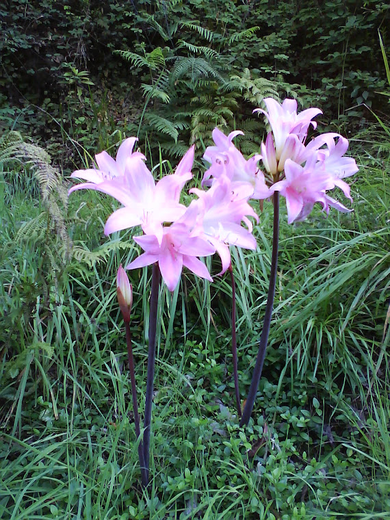 Flores da Ilha
