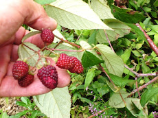 Moras