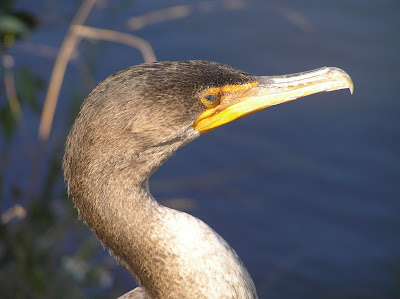Everglades national park Travels With Elsie: Jan 9-The Everglades