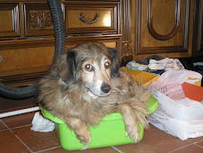 I miei animali