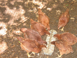 chicken coon coop eating hollow farm bugs