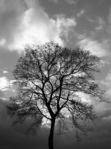 [tree+wind.jpg]