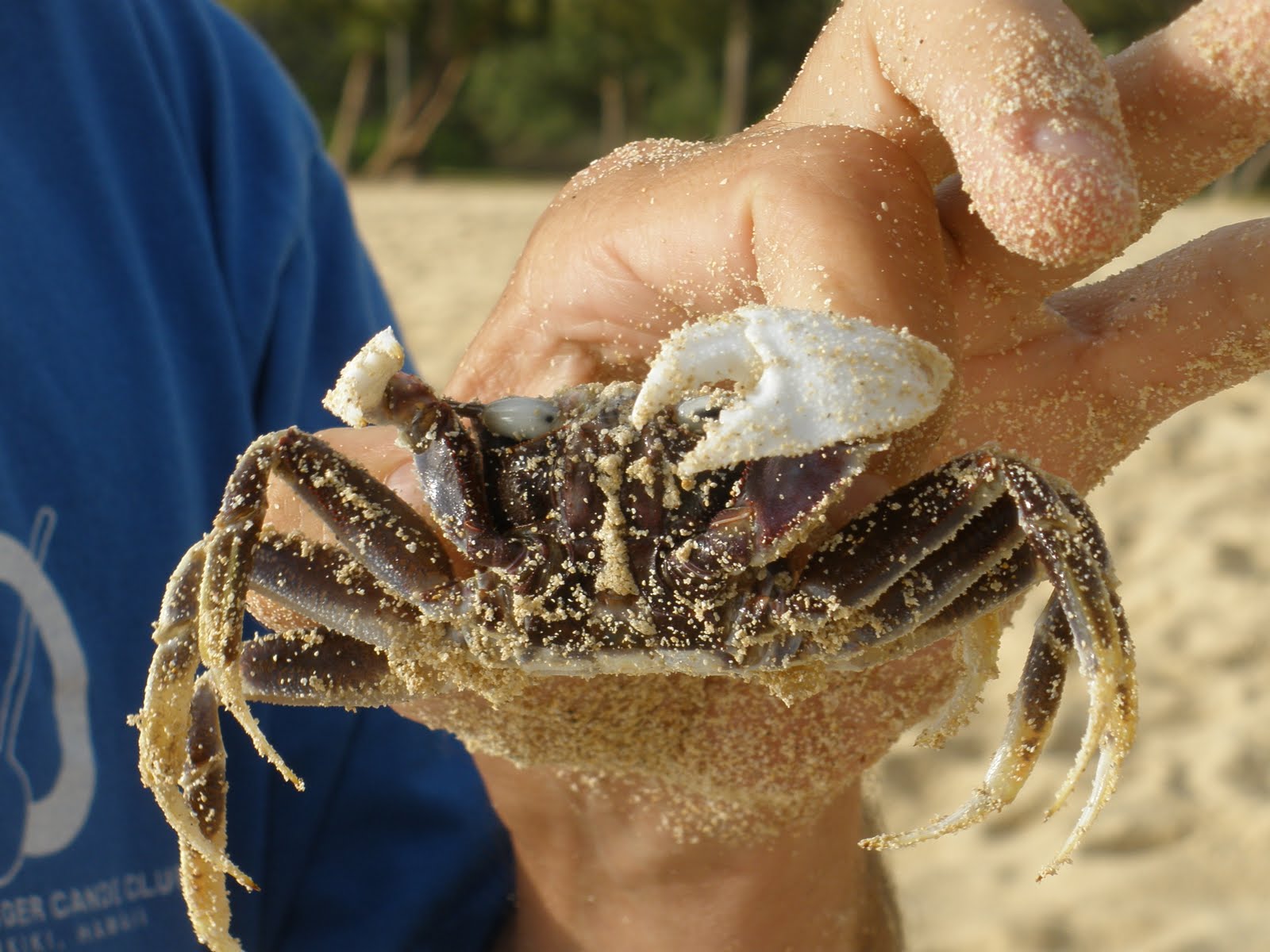 The Hagerman Ohana Sand Crabs