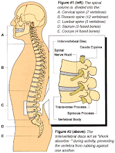 Secret of GrowTaller4Idiots
