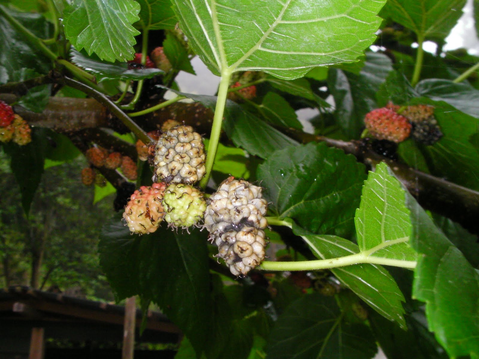 My Corner of Japan: Mulberries and Popcorn Disease
