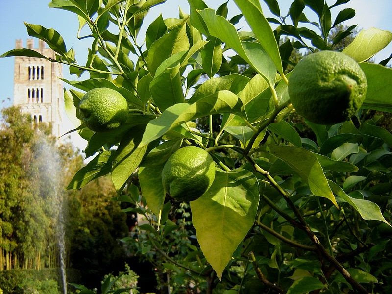 Criar e Plantar - Paisagismo, Galinheiros, Reflorestamento: Limão